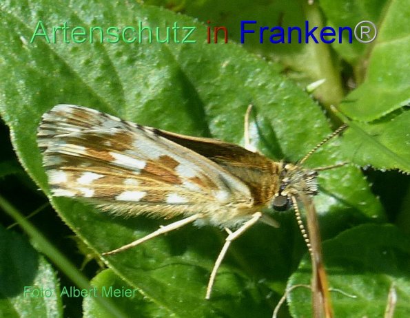 Copyright AiF - Albert Meier Bild zum Eintrag (85938-160)