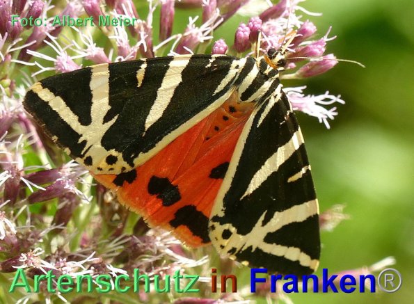 Copyright AiF - Albert Meier Bild zum Eintrag (86073-160)