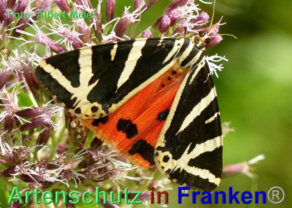Copyright AiF - Albert Meier Bild zum Eintrag (86074-160)