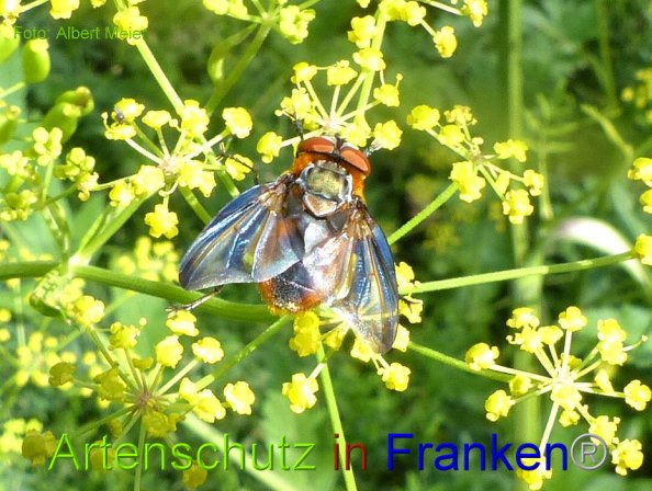 Copyright AiF - Albert Meier Bild zum Eintrag (86126-160)