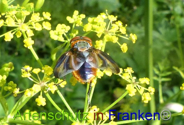 Copyright AiF - Albert Meier Bild zum Eintrag (86127-160)