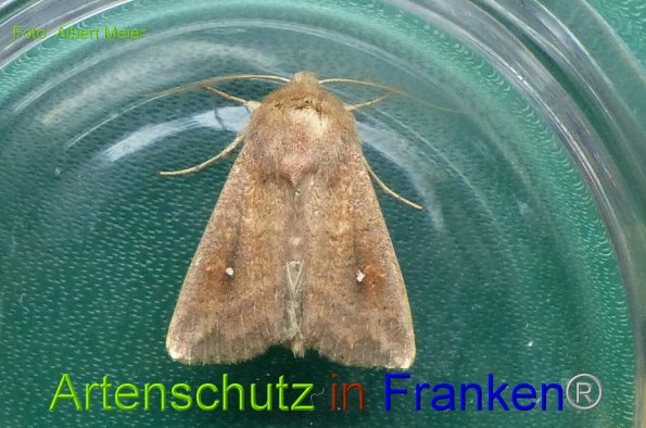 Copyright AiF - Albert Meier Bild zum Eintrag (86128-160)