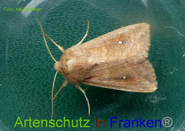 Copyright AiF - Albert Meier Bild zum Eintrag (86129-160)