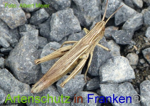 Copyright AiF - Albert Meier Bild zum Eintrag (86203-160)