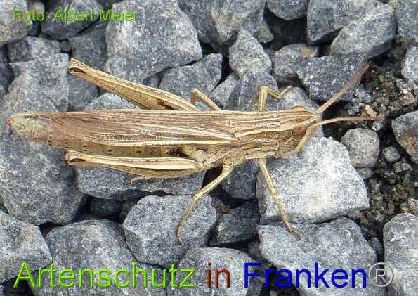 Copyright AiF - Albert Meier Bild zum Eintrag (86204-160)