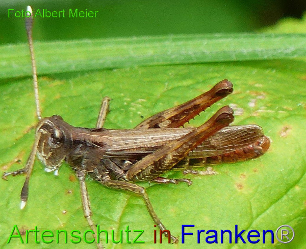 Copyright AiF - Albert Meier Bild zum Eintrag (86208-160)