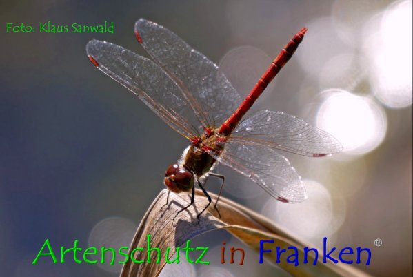 Copyright AiF - Klaus Sanwald Bild zum Eintrag (86283-160)
