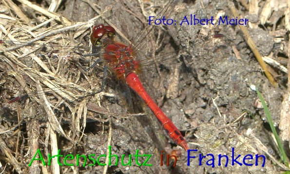 Copyright AiF - Albert Meier Bild zum Eintrag (86293-160)
