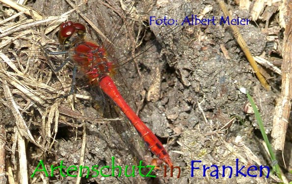 Copyright AiF - Albert Meier Bild zum Eintrag (86294-160)
