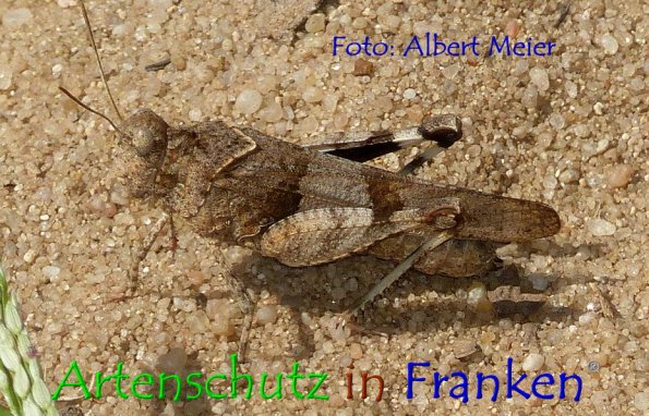 Copyright AiF - Albert Meier Bild zum Eintrag (86302-160)