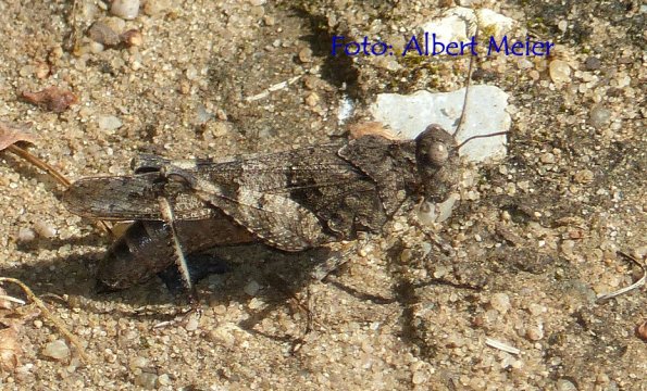 Copyright AiF - Albert Meier Bild zum Eintrag (86303-160)