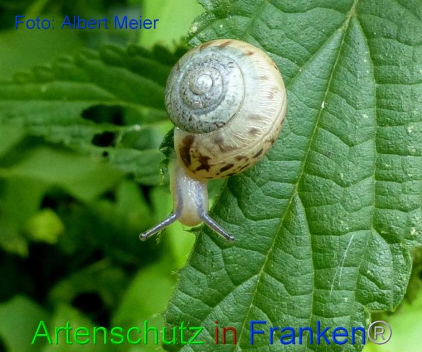 Copyright AiF - Albert Meier Bild zum Eintrag (86665-160)