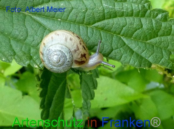 Copyright AiF - Albert Meier Bild zum Eintrag (86666-160)