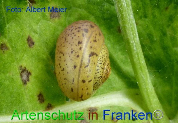 Copyright AiF - Albert Meier Bild zum Eintrag (86669-160)