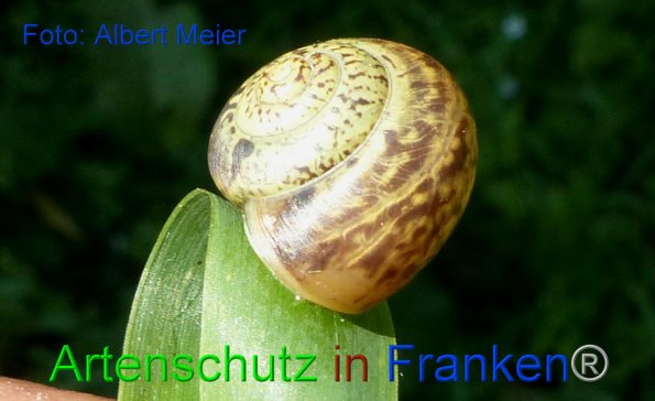 Copyright AiF - Albert Meier Bild zum Eintrag (86670-160)