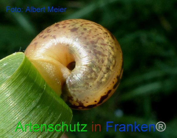 Copyright AiF - Albert Meier Bild zum Eintrag (86671-160)