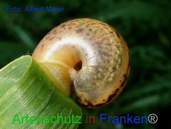 Copyright AiF - Albert Meier Bild zum Eintrag (86672-160)