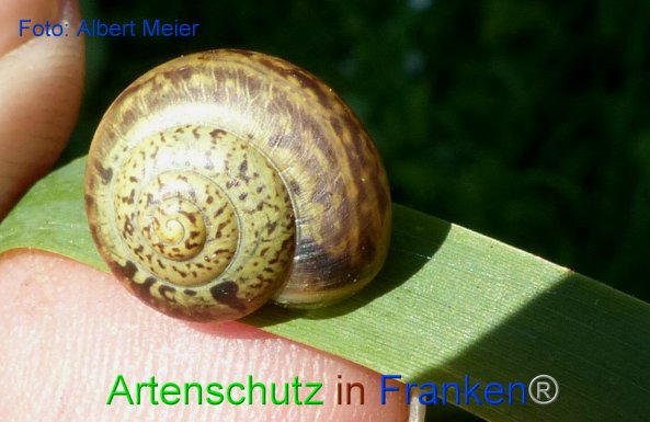 Copyright AiF - Albert Meier Bild zum Eintrag (86673-160)