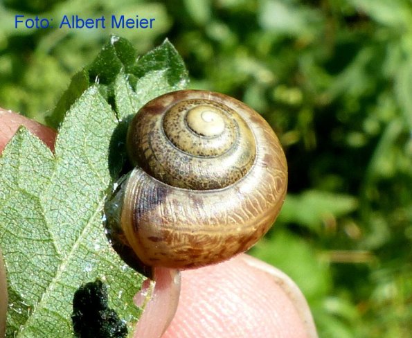 Copyright AiF - Albert Meier Bild zum Eintrag (86675-160)
