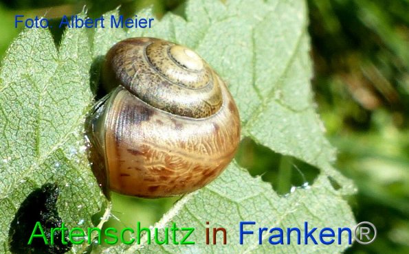 Copyright AiF - Albert Meier Bild zum Eintrag (86676-160)