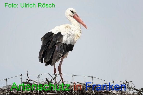 Copyright AiF Ulrich Rösch Bild zum Eintrag (86819-160)