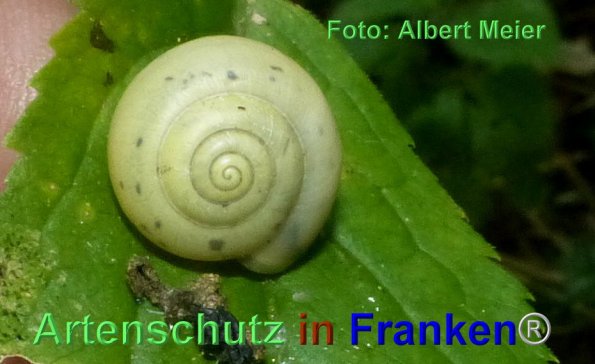 Copyright AiF - Albert Meier Bild zum Eintrag (86858-160)