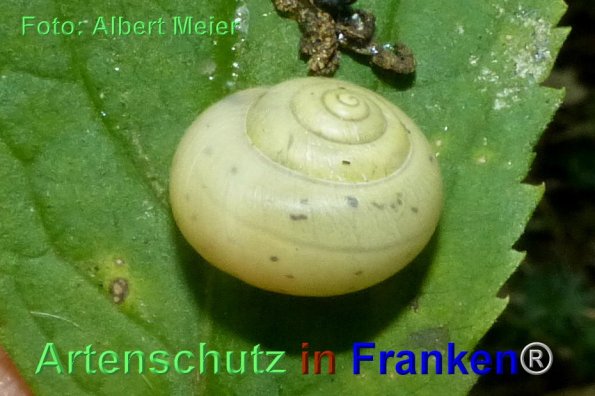 Copyright AiF - Albert Meier Bild zum Eintrag (86859-160)