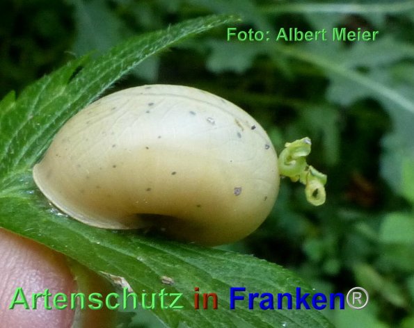 Copyright AiF - Albert Meier Bild zum Eintrag (86860-160)