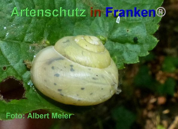Copyright AiF - Albert Meier Bild zum Eintrag (86861-160)