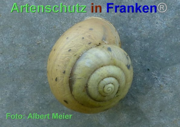 Copyright AiF - Albert Meier Bild zum Eintrag (86862-160)