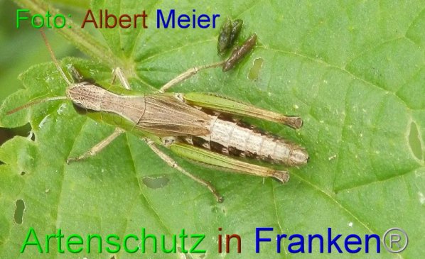 Copyright AiF - Albert Meier Bild zum Eintrag (87303-160)