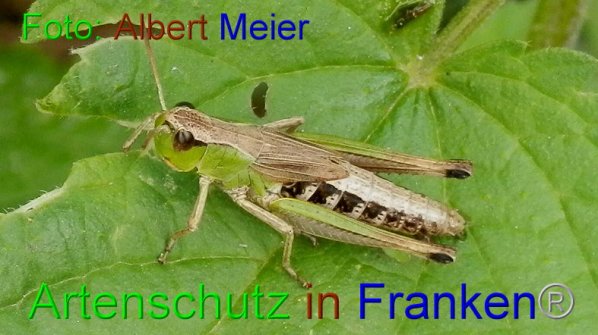 Copyright AiF - Albert Meier Bild zum Eintrag (87304-160)