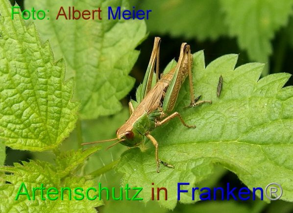 Copyright AiF - Albert Meier Bild zum Eintrag (87308-160)