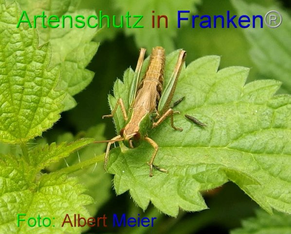 Copyright AiF - Albert Meier Bild zum Eintrag (87309-160)