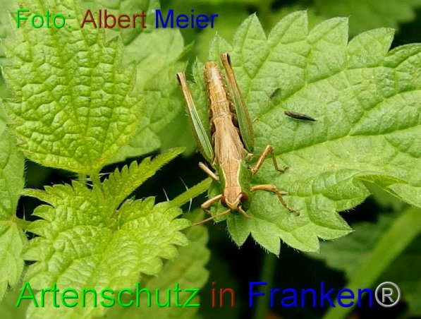 Copyright AiF - Albert Meier Bild zum Eintrag (87310-160)
