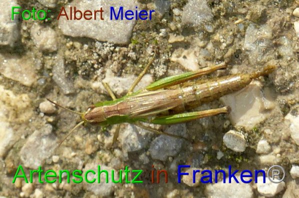 Copyright AiF - Albert Meier Bild zum Eintrag (87311-160)
