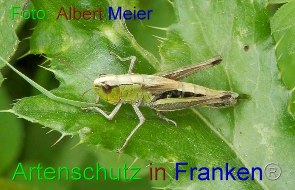 Copyright AiF - Albert Meier Bild zum Eintrag (87312-160)
