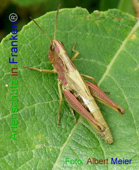 Copyright AiF - Albert Meier Bild zum Eintrag (87319-160)