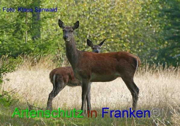 Copyright AiF - Klaus Sanwald Bild zum Eintrag (87419-160)