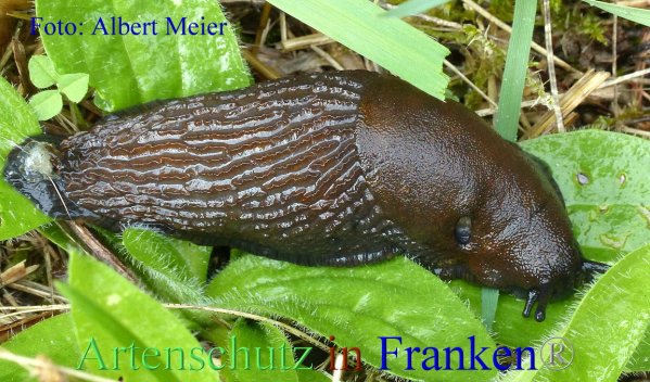 Copyright AiF - Albert Meier Bild zum Eintrag (87491-160)