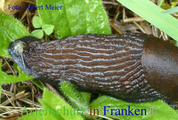 Copyright AiF - Albert Meier Bild zum Eintrag (87493-160)