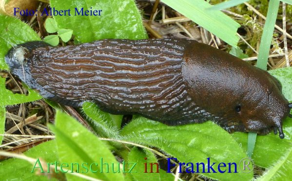 Copyright AiF - Albert Meier Bild zum Eintrag (87494-160)