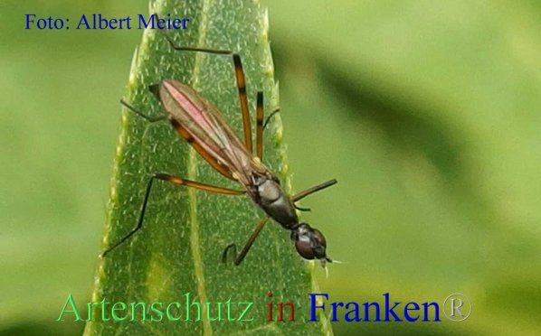 Copyright AiF - Albert Meier Bild zum Eintrag (87505-160)