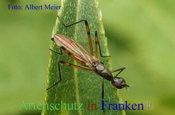 Copyright AiF - Albert Meier Bild zum Eintrag (87506-160)