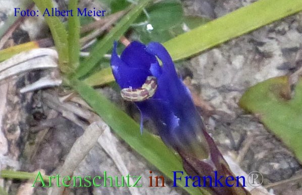 Copyright AiF - Albert Meier Bild zum Eintrag (87509-160)
