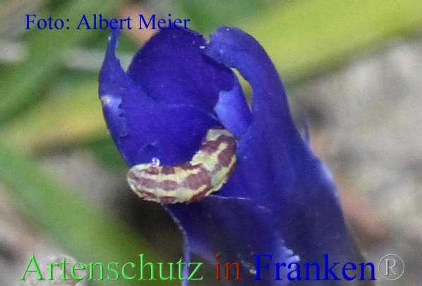 Copyright AiF - Albert Meier Bild zum Eintrag (87510-160)