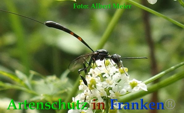 Copyright AiF - Albert Meier Bild zum Eintrag (88449-160)
