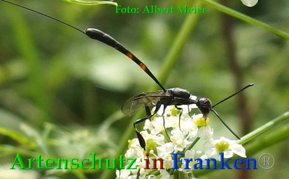 Copyright AiF - Albert Meier Bild zum Eintrag (88450-160)