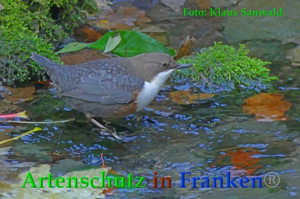 Copyright AiF - Klaus Sanwald Bild zum Eintrag (88453-160)
