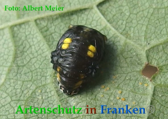 Copyright AiF - Albert Meier Bild zum Eintrag (88630-160)